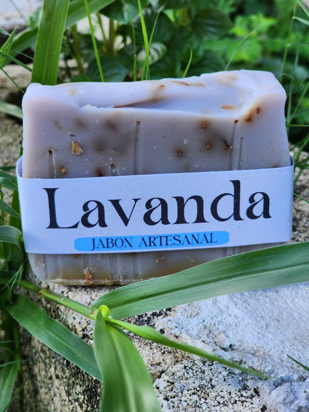 Lavanda