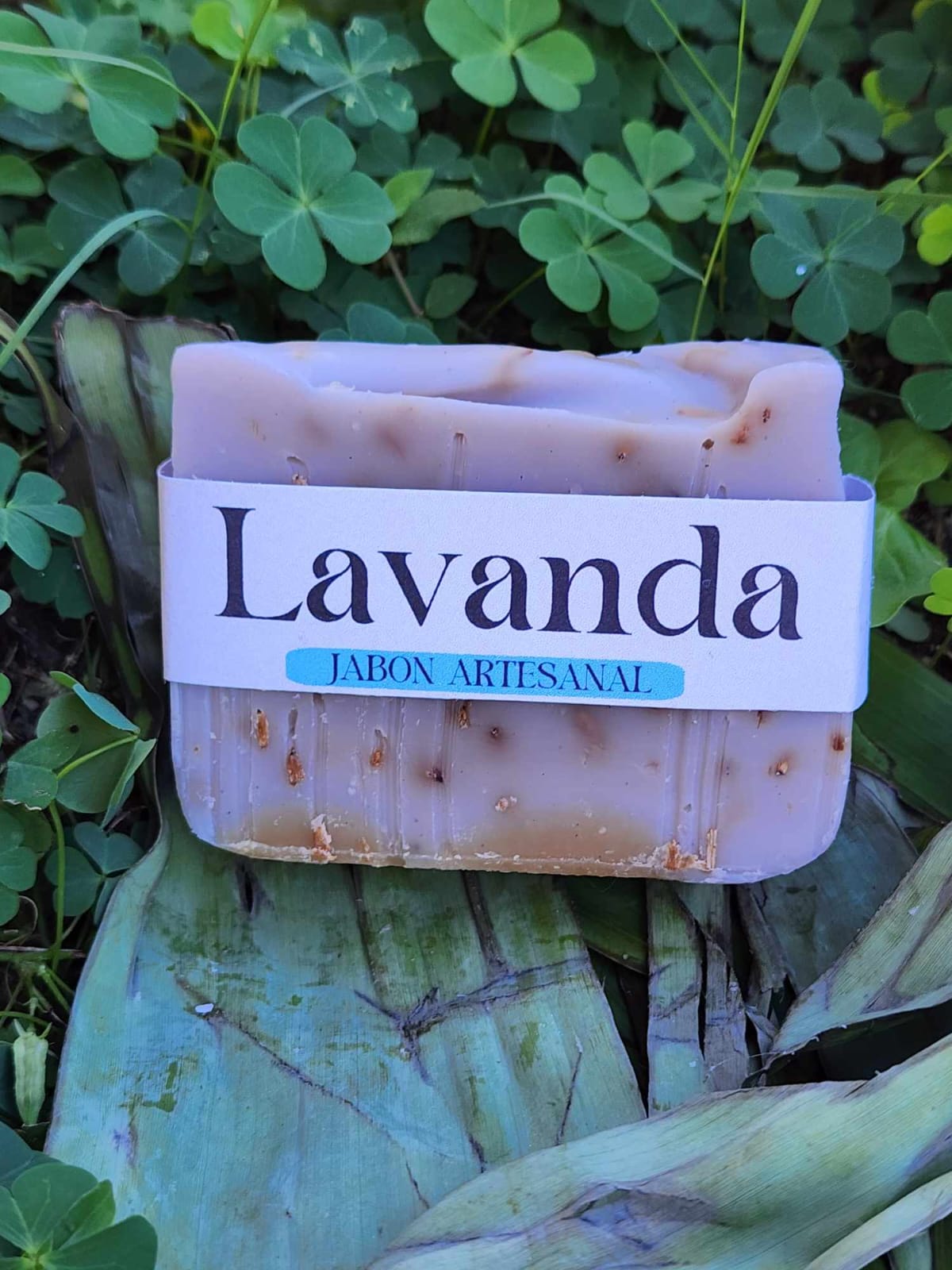 Lavanda